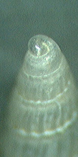 altra chrisallida?