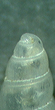 odostomia ?