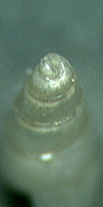 odostomia ?