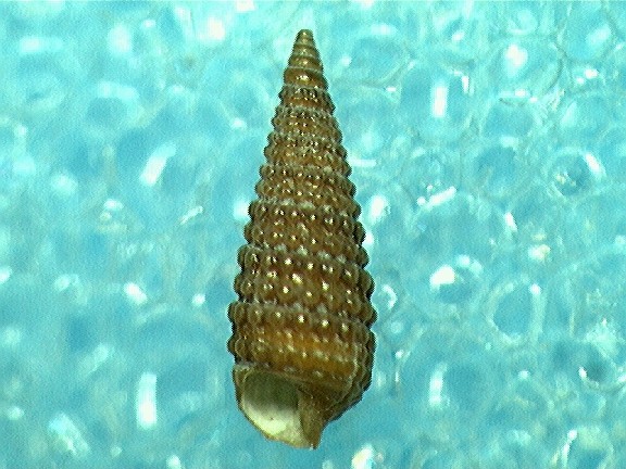 triphoridae specie ?