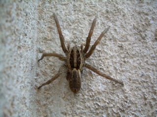 Hogna radiata