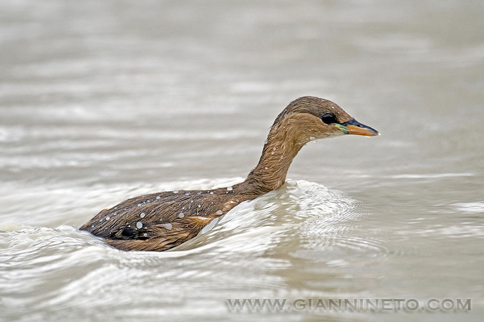 Tuffetto - Tachybaptus ruficollis