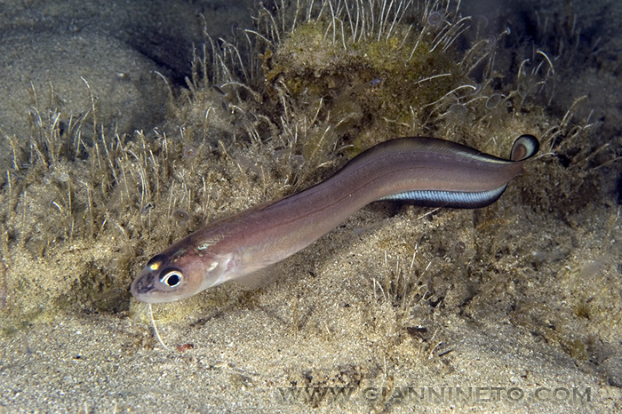 Ophidion barbatum (Linnaeus, 1758) / Galletto