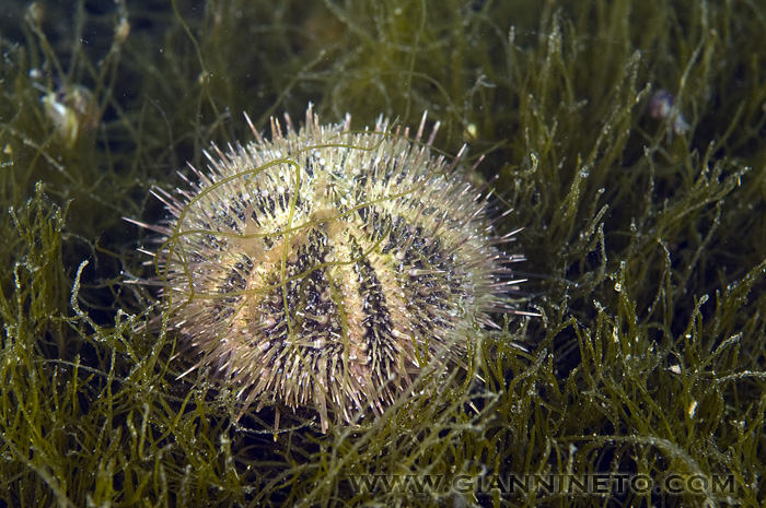 Riccio verde (Psammechinus microtuberculatus)