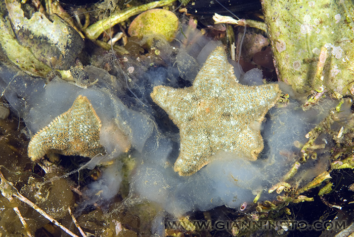 Asterina gibbosa (Pennant, 1777)