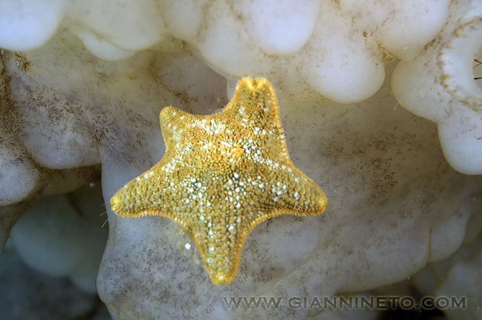 Asterina gibbosa