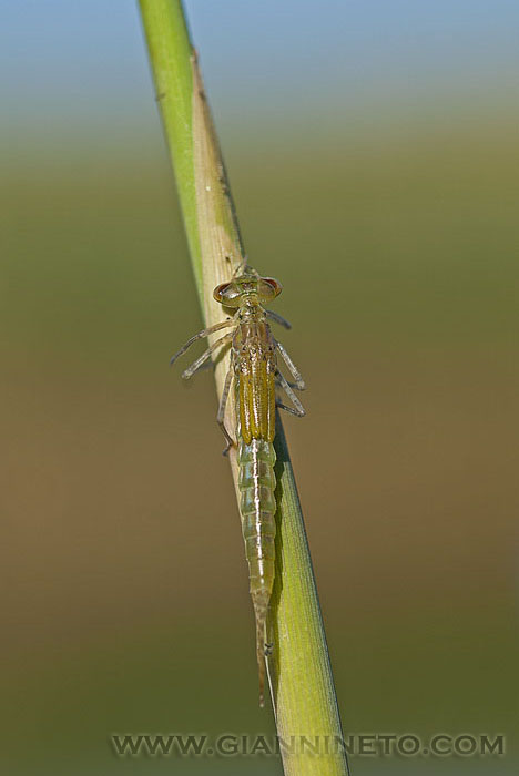 Aiuto identificazione