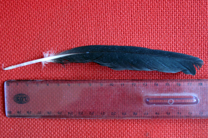 Penne sconosciute. Pavoncella