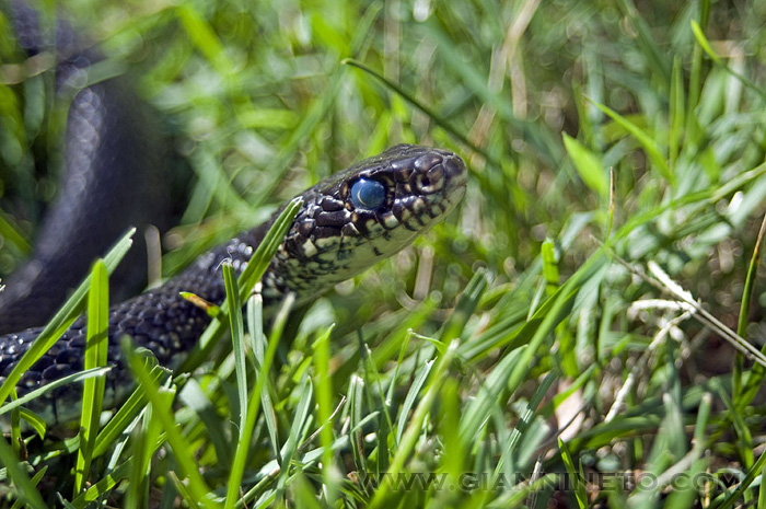 Occhi di biacco