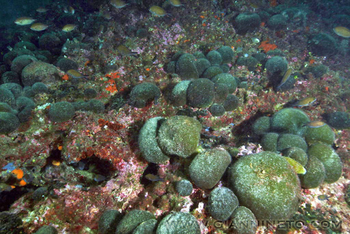 Codium bursa
