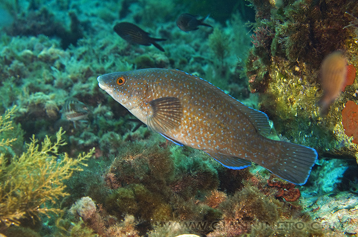 Tordo nero (Labrus merula)