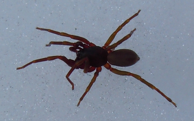 Dysderidae