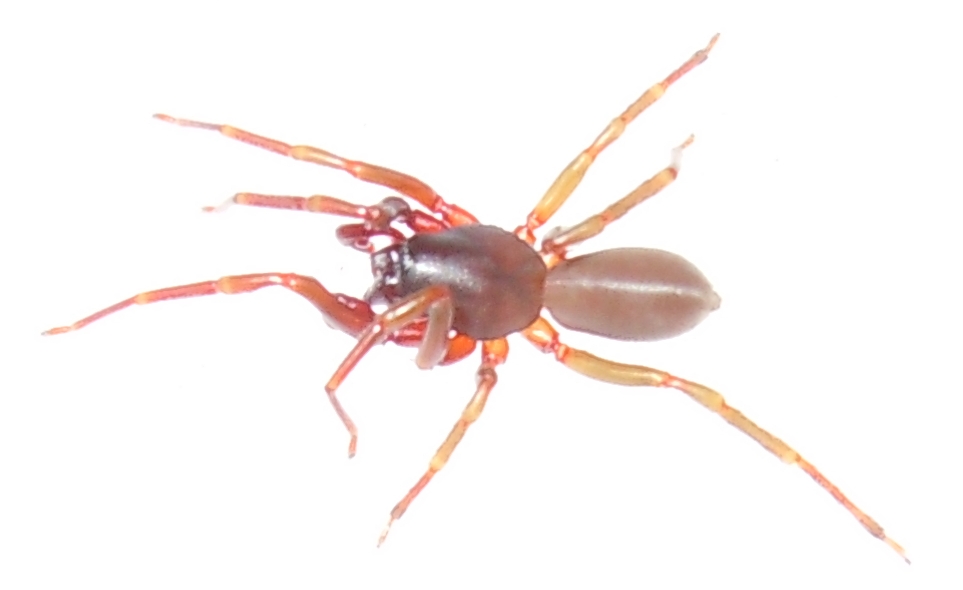 Dysderidae