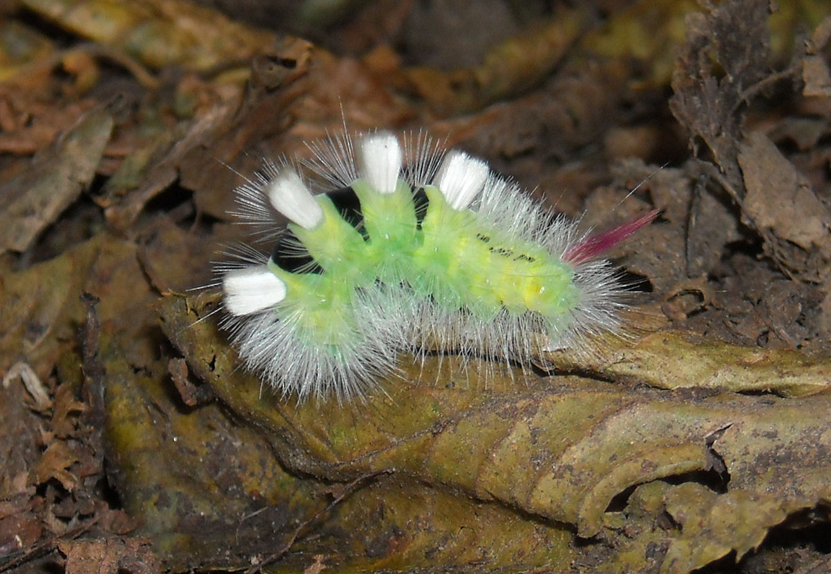 bruco sconosciuto - Calliteara pudibunda