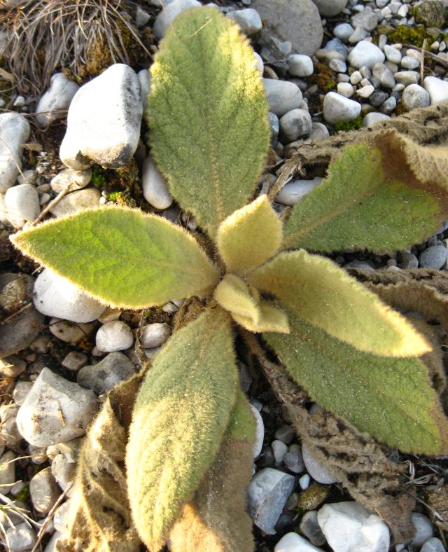 pianta con foglie pelose -Verbascum sp,