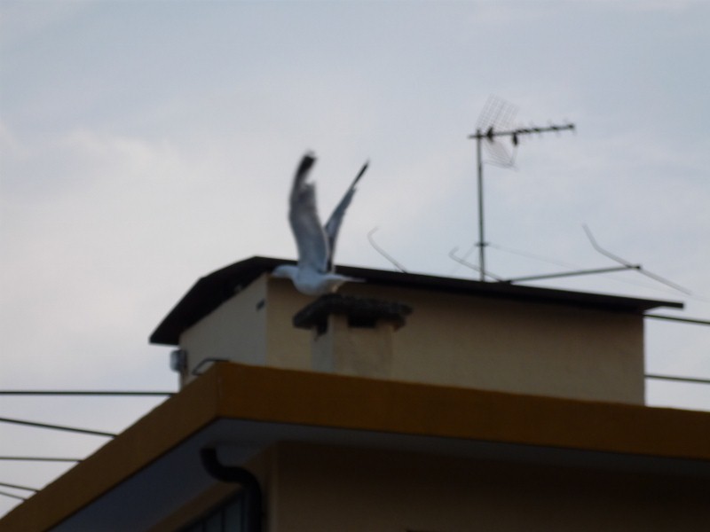 Identificazione gabbiano