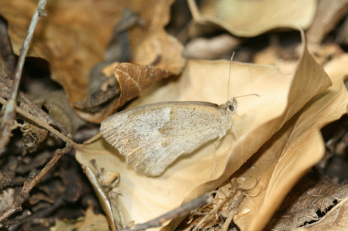 Maniola Jurtina?