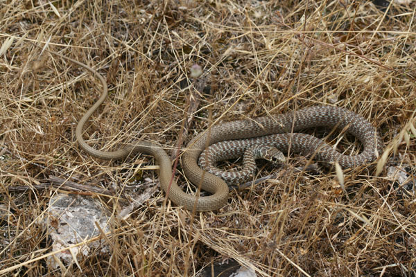 Biacco Gemonensis...