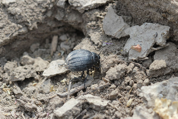 sconosciuto - Pimelia sp.