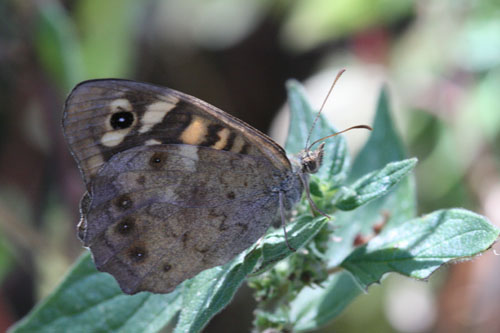 Pararge aegeria (tircis)
