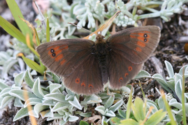 Erebia...cassioides arvernensis