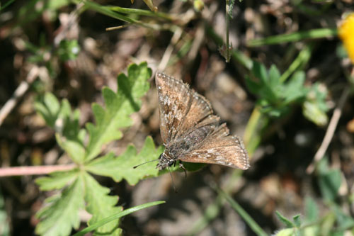 Da.identificare.