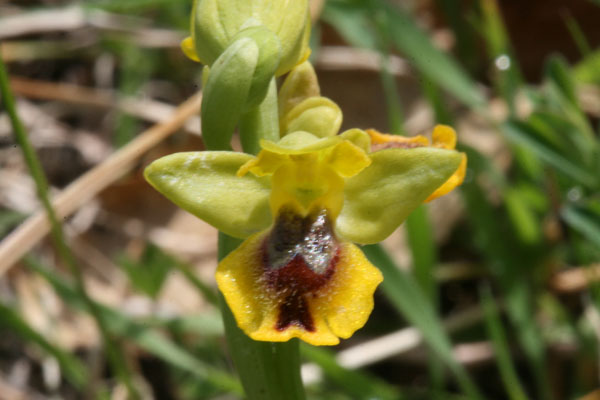Ophrys..