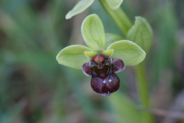Quale ophrys