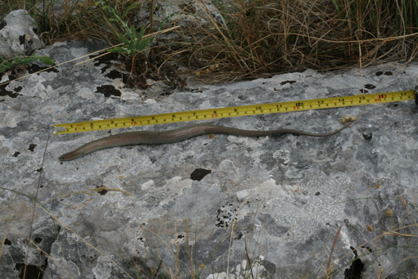 Luscengola gigante della Murgia