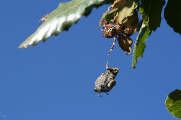 Araneus sp.