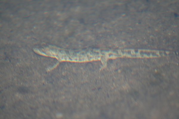 Euproctus platycephalus