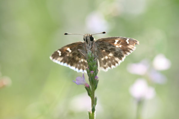 carcharodus alceae