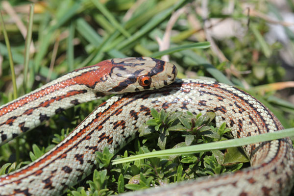 colubro leopardino (Zamenis situla, var. lineata)