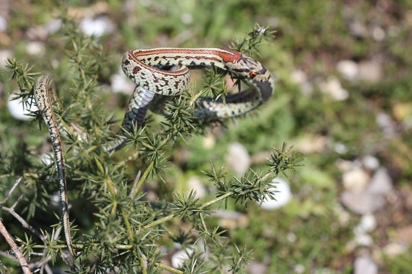 colubro leopardino (Zamenis situla, var. lineata)
