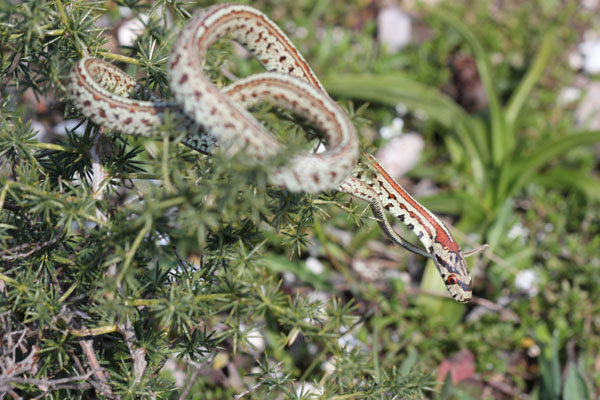 colubro leopardino (Zamenis situla, var. lineata)
