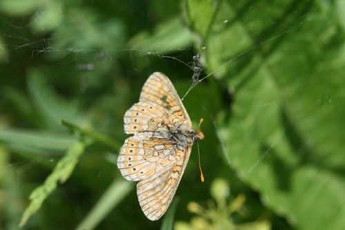 Nymphalidae da identificare.