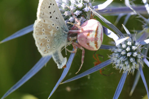 Thomisus onustus
