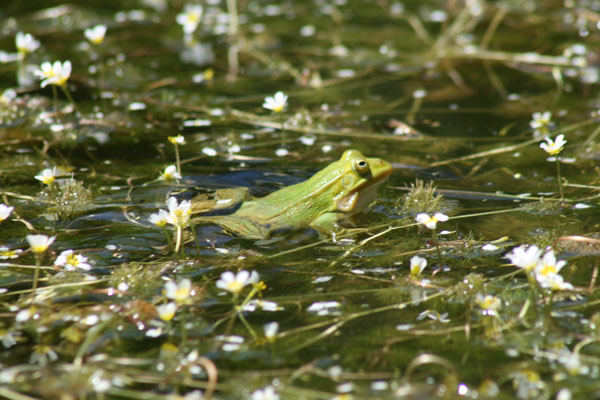 Rana verde - Pelophylax lessonae bergeri (Puglia)