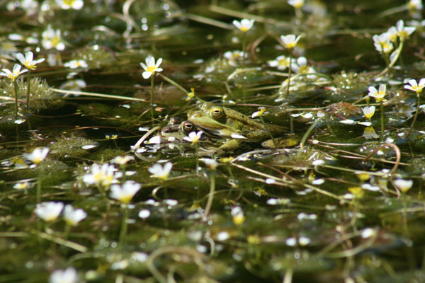 Rana verde - Pelophylax lessonae bergeri (Puglia)