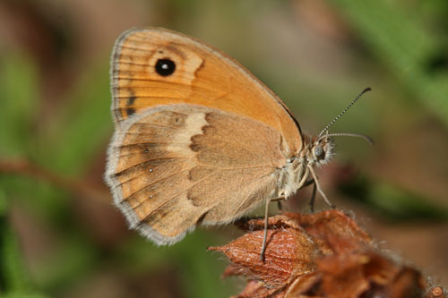 Da determinare. - Coenonimpha pamphilus