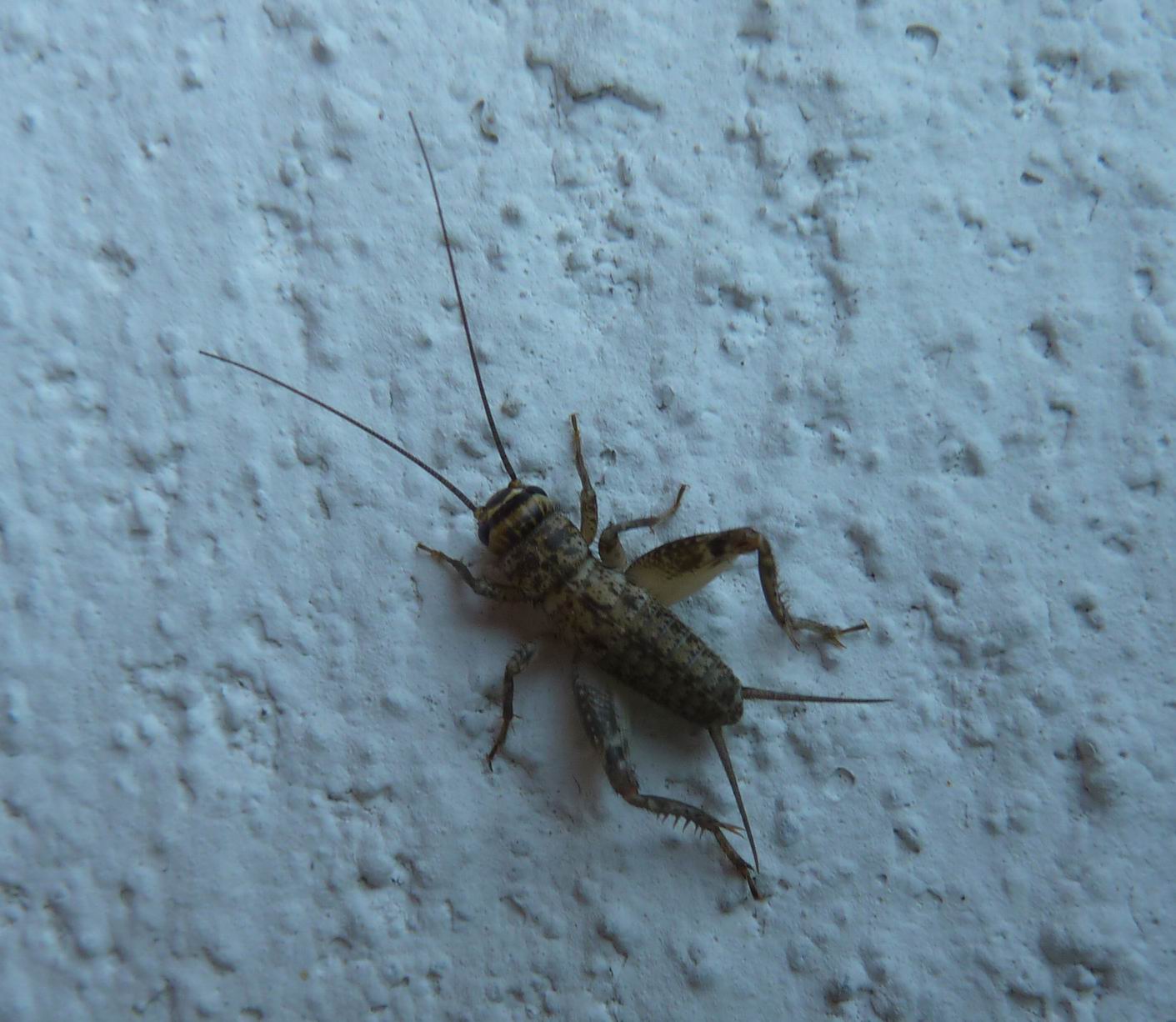 Acheta? - Eumodicogryllus bordigalensis