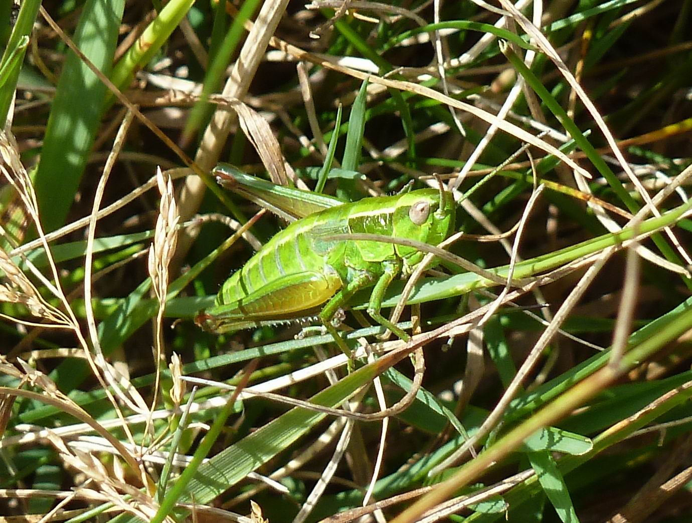 In appennino