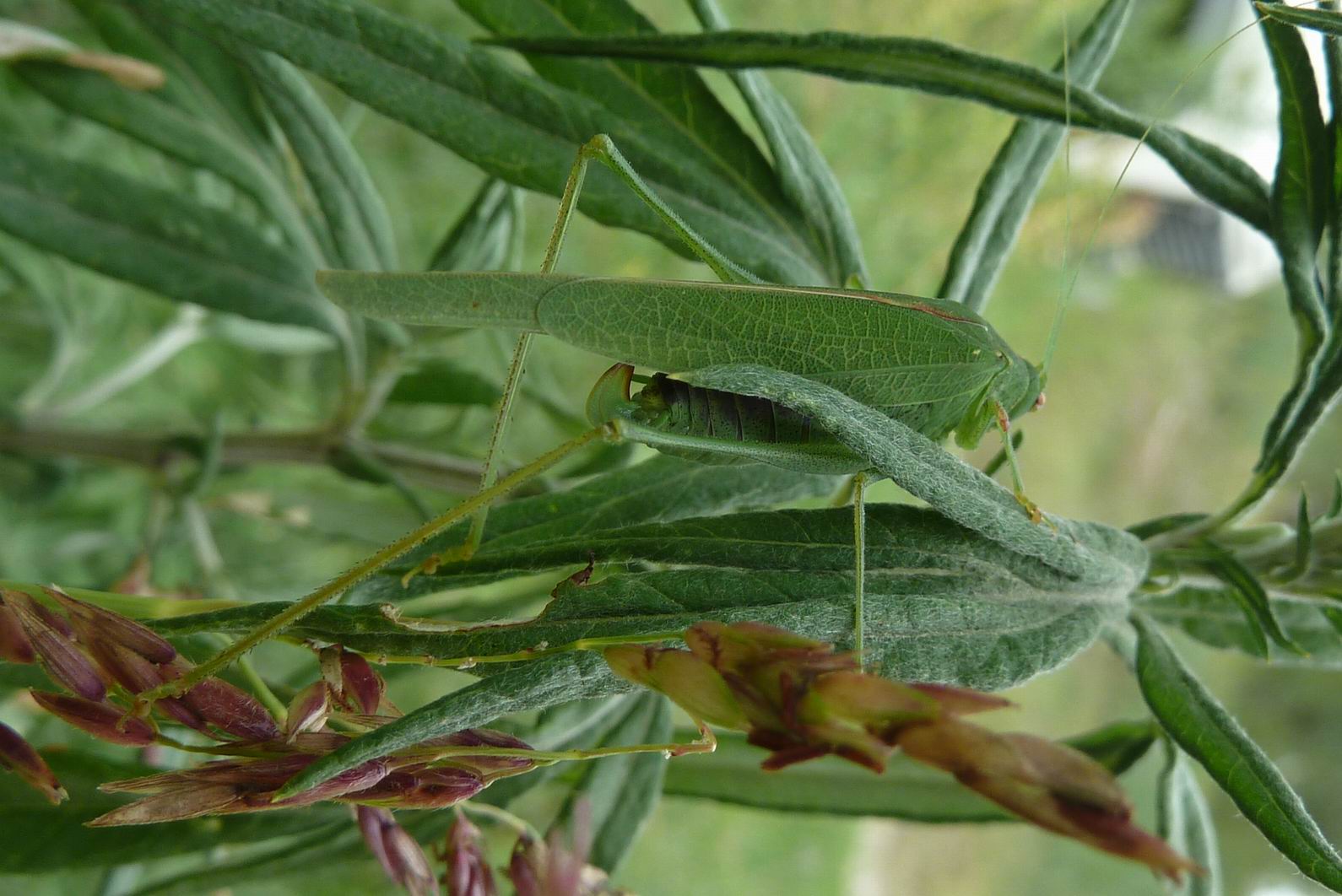 Quale Phaneroptera?