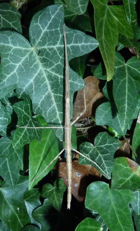 Insetti stecco