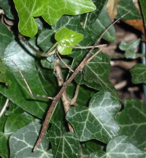 Insetti stecco
