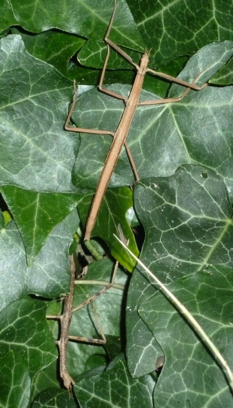 Insetti stecco