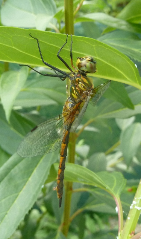 Somatochlora flavomaculata
