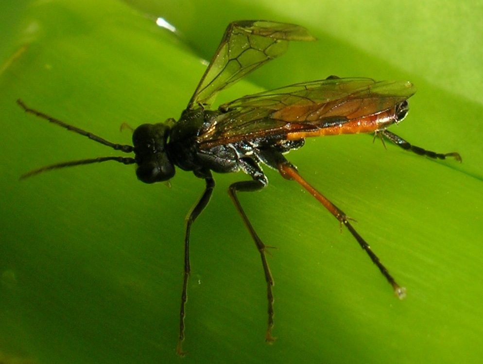 Tenthredinidae