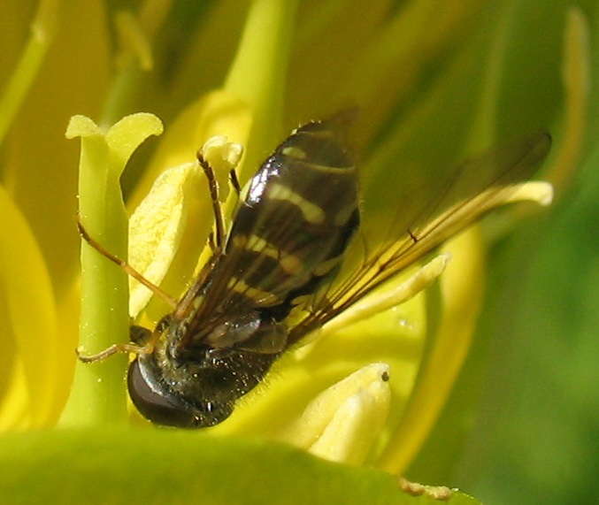 Dasysyrphus pinastri