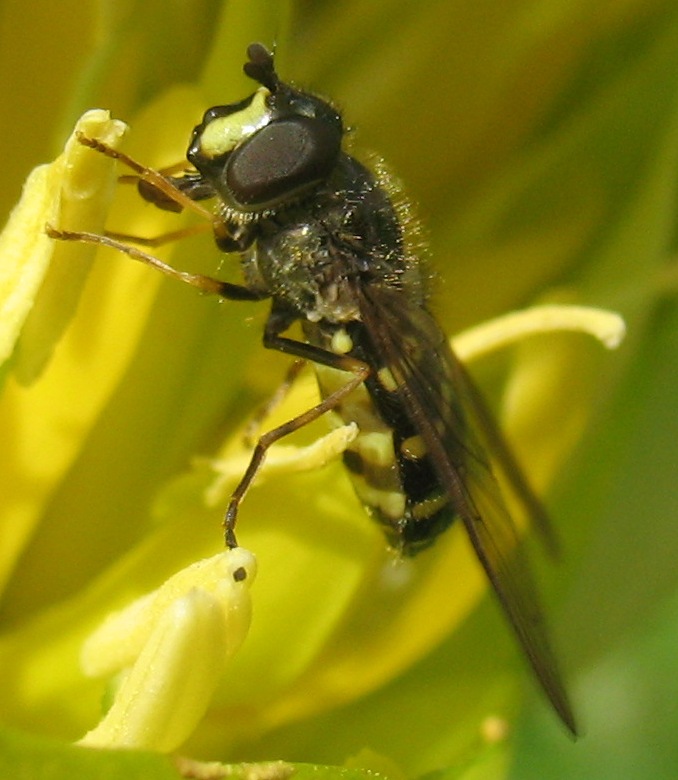 Dasysyrphus pinastri